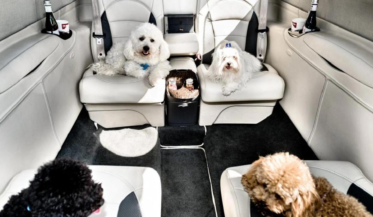 A Guide To Flying Private With Your Pets